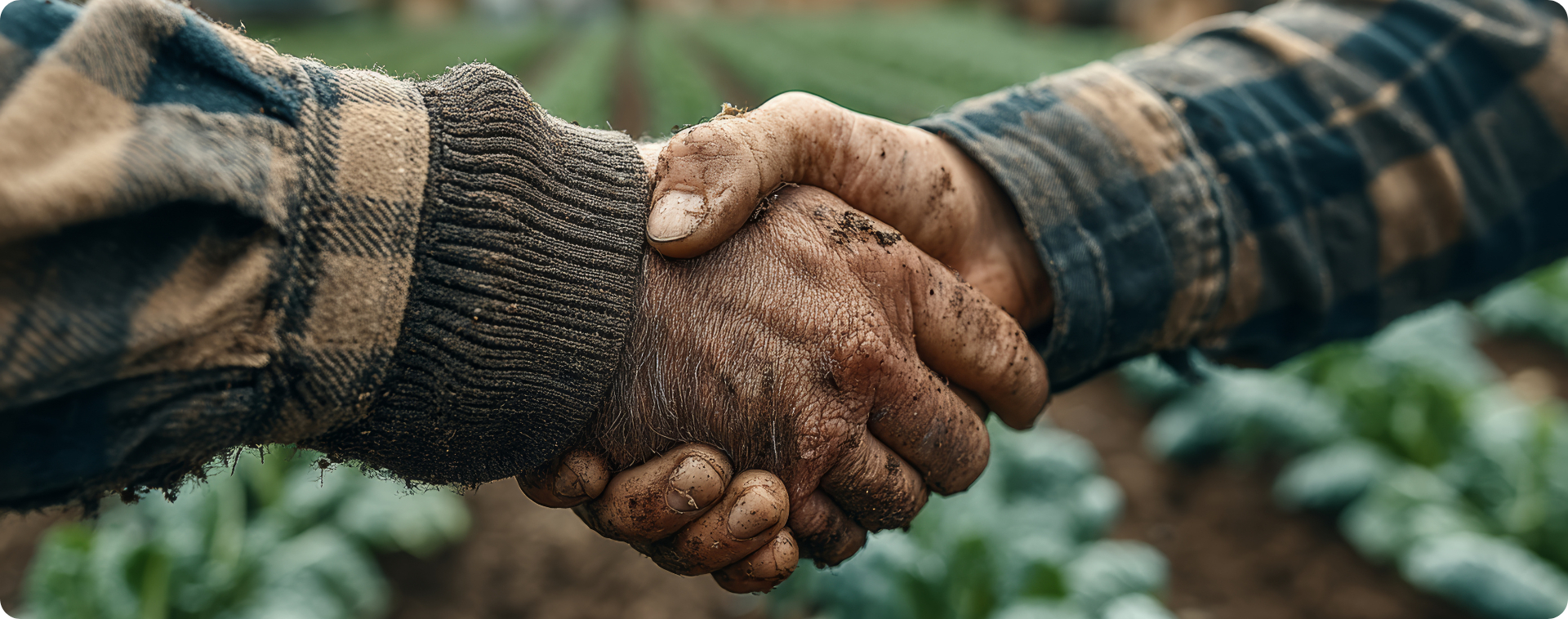 Gestão contábil no agro: como evitar erros que geram autuações